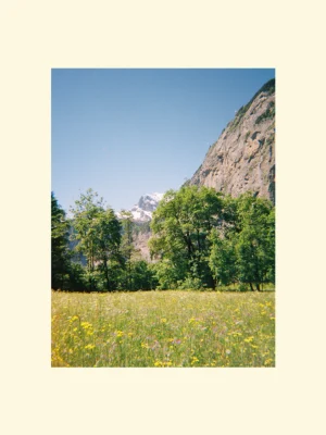 print foto alpin sau canvas Wildflowers in the Alps