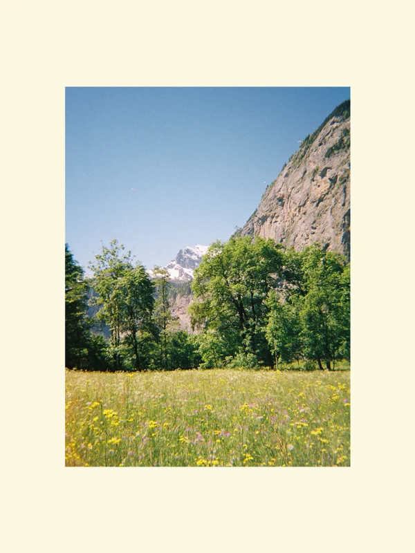 print foto alpin sau canvas Wildflowers in the Alps