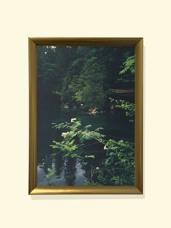 print foto în ramă aurie tablou living pădure