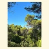 Tablou cu peisaj mediteraneean din Grecia, cu pini verzi și cer albastru intens