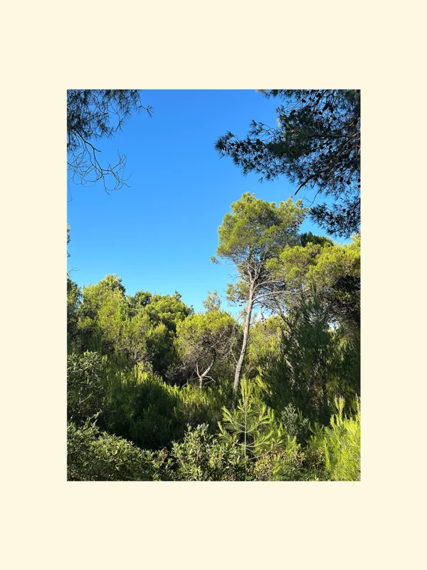 Tablou cu peisaj mediteraneean din Grecia, cu pini verzi și cer albastru intens