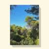 Print canvas cu pini mediteraneeni, cer albastru și lumină caldă