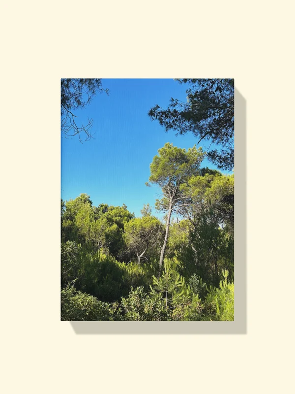 Print canvas cu pini mediteraneeni, cer albastru și lumină caldă